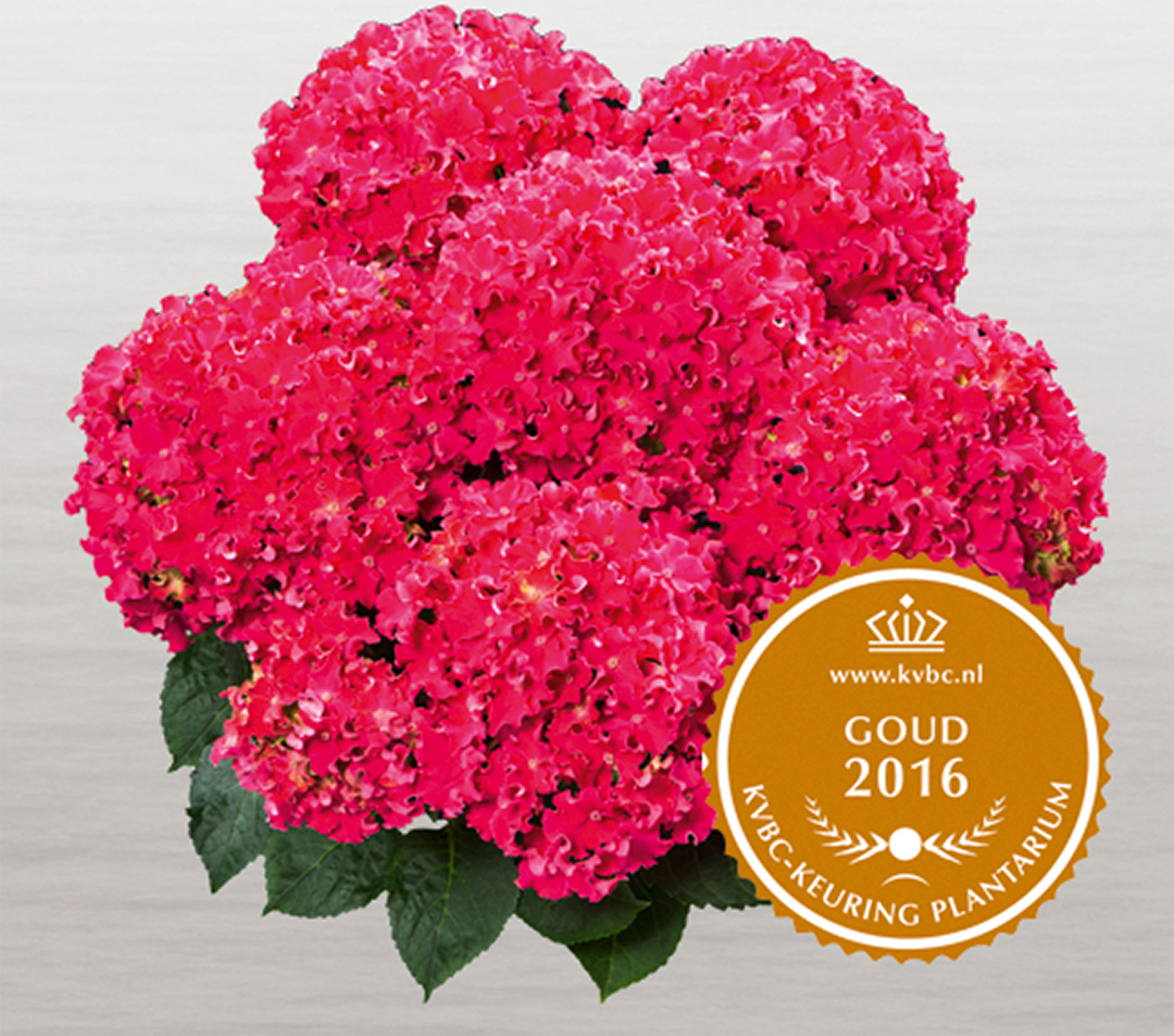 Hortensia Curly Sparkle Red
