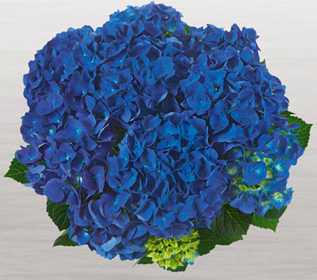 Hortensia Jip Blue