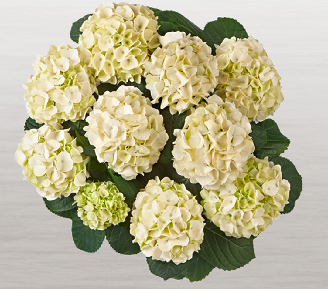 Hortensia Saxon<sup>®</sup> Kleiner Winterberg