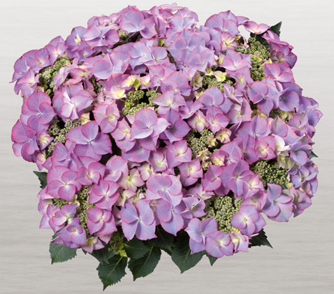 Hortensia Tiffany Lila