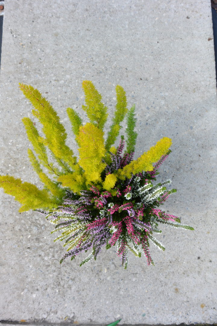 Herbstraum - Mélange d'automne pot 13 cm