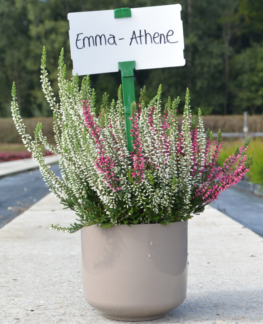 Emma - Athene