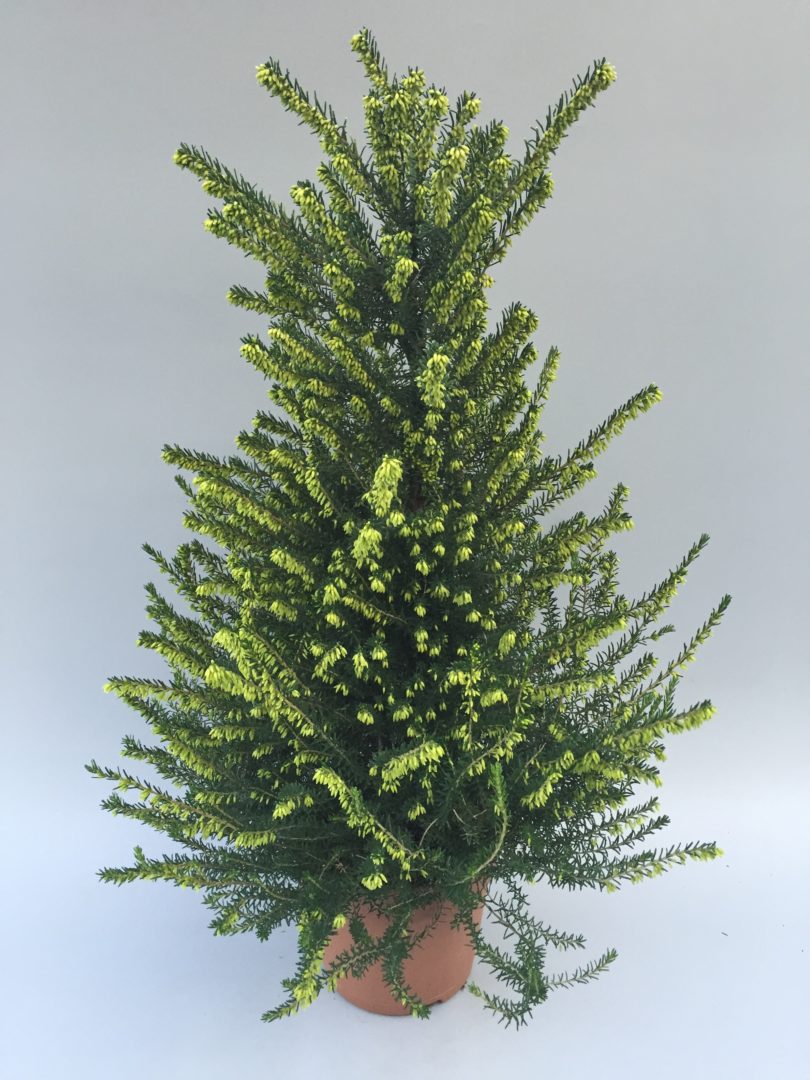 Erica x darleyensis Evaⓢ