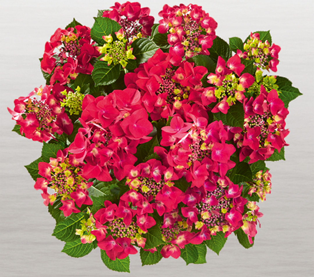 Hortensia Frisbee<sup>®</sup> Hot Pink