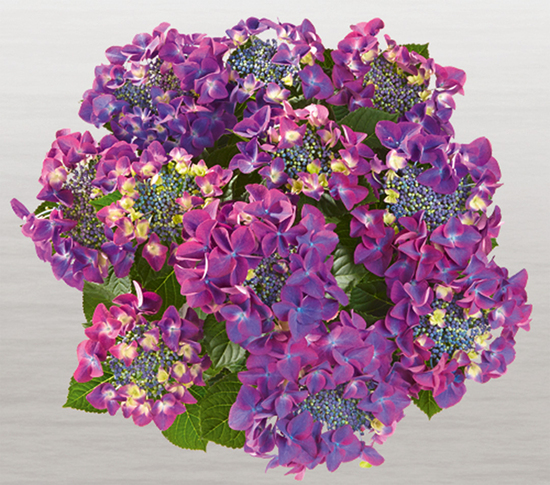 Hortensia Frisbee<sup>®</sup> Purple