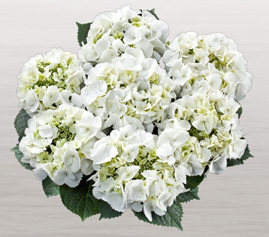 Hortensia Frisbee White