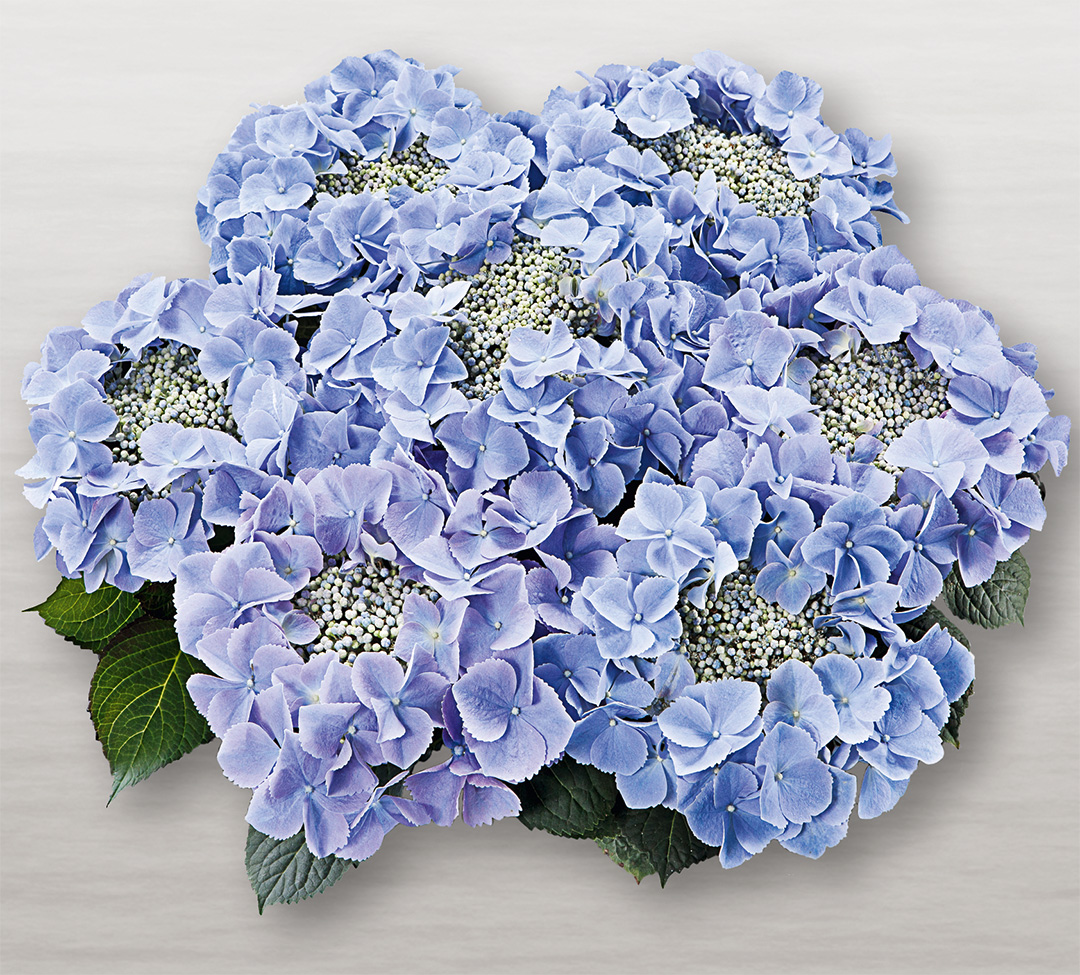 Hortensia Frisbee<sup>®</sup> Blue