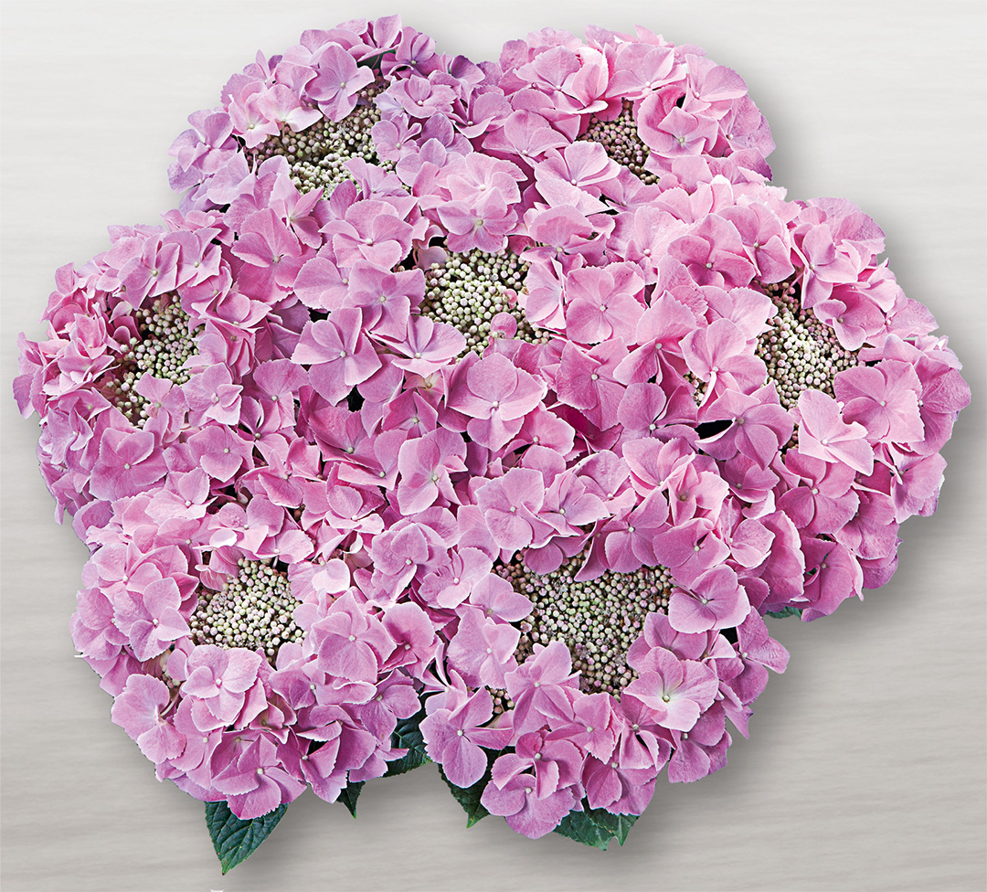 Hortensia Frisbee<sup>®</sup> Rosa