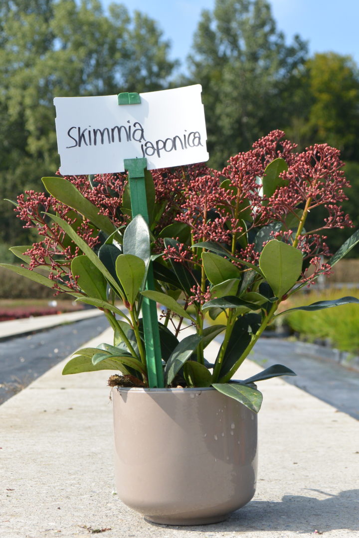 Skimmia japonica Rubella