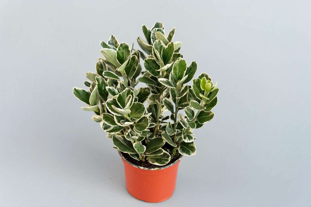 Euonymus japonicus panaché/bunt