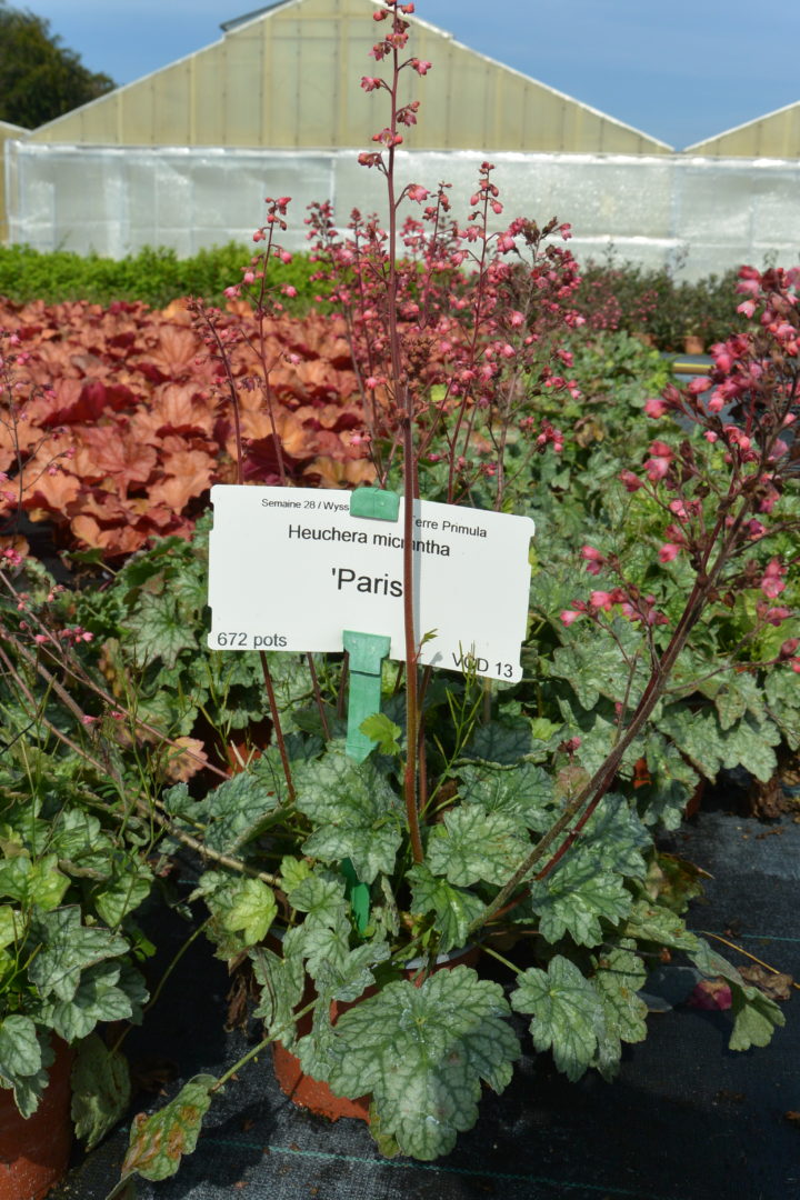 Heuchera Paris