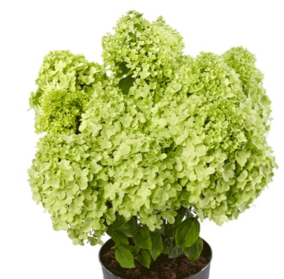 Hydrangea paniculata Pandora<sup>®</sup>