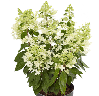 Hydrangea paniculata Pandora<sup>®</sup>