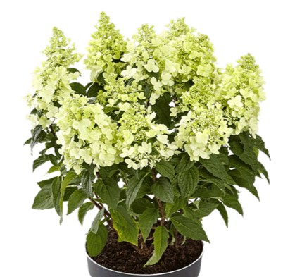Hydrangea paniculata Pandora<sup>®</sup>