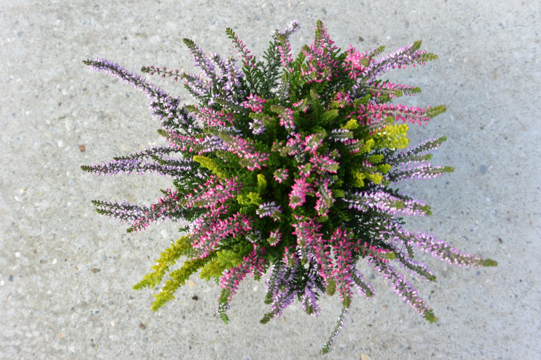 Calluna Rouge - lila - jaune