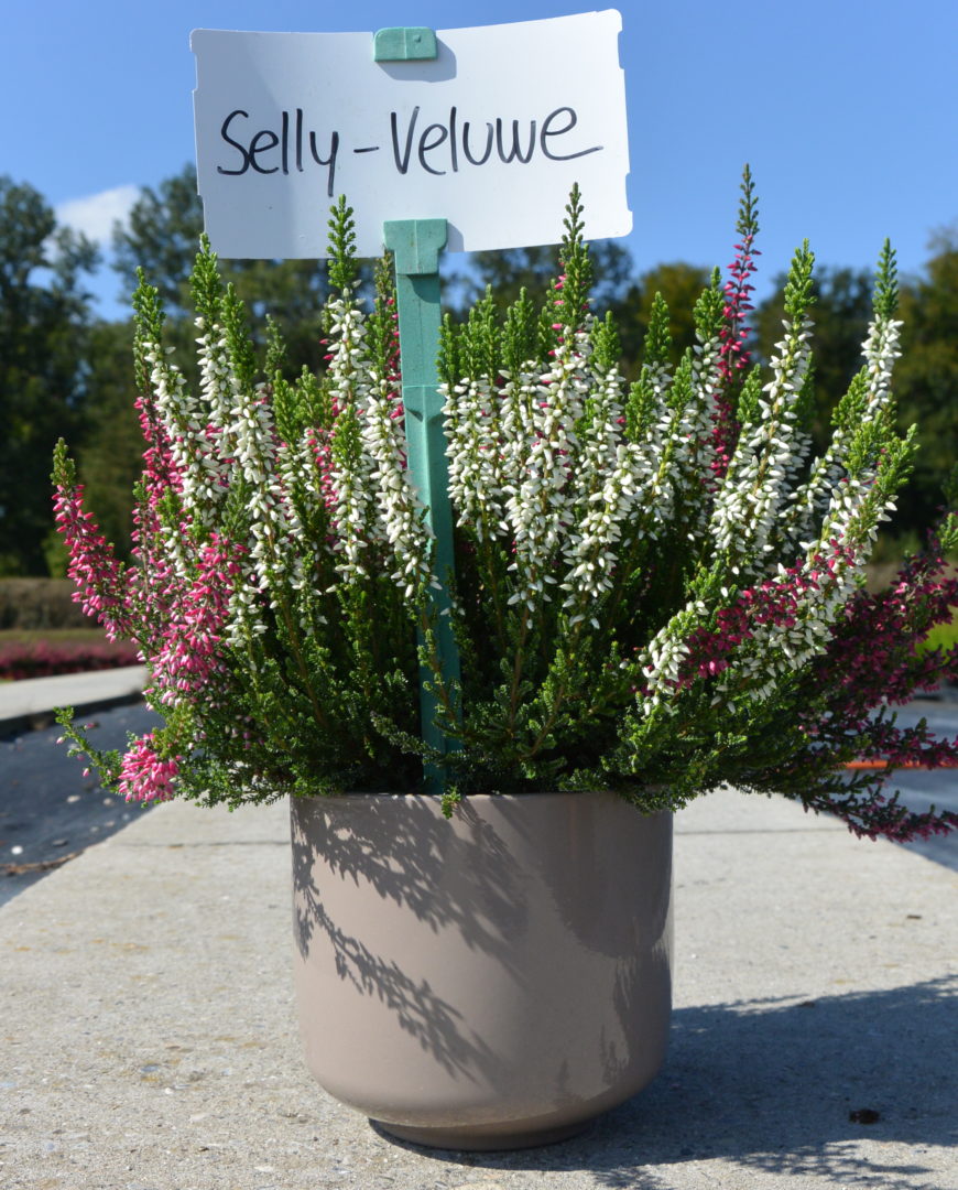 Selly - Velluwe