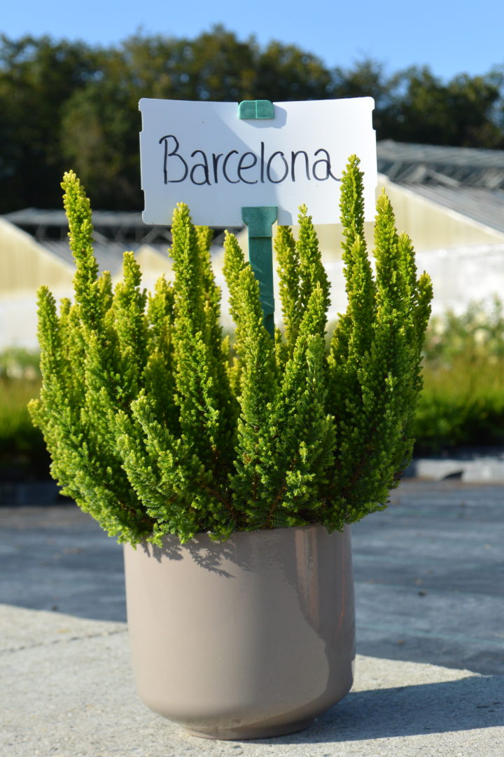 Skyline Barcelona
