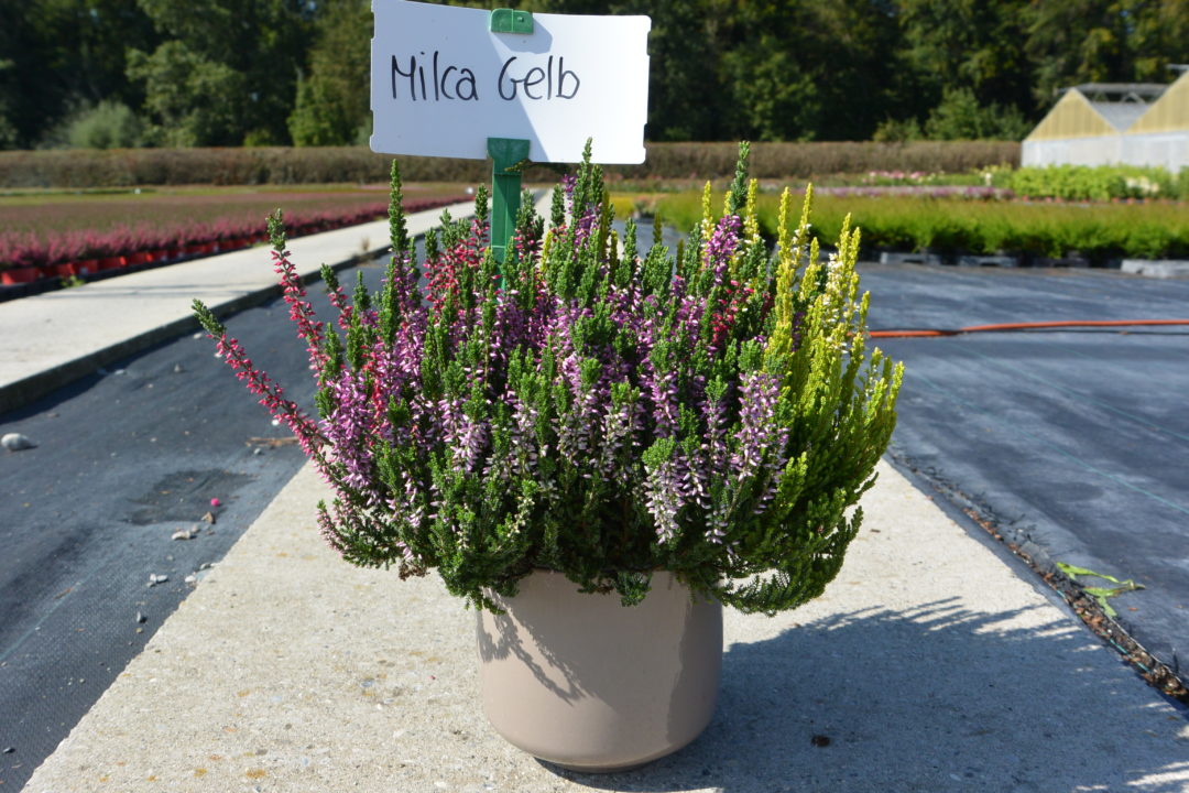 Trio Milca gelb