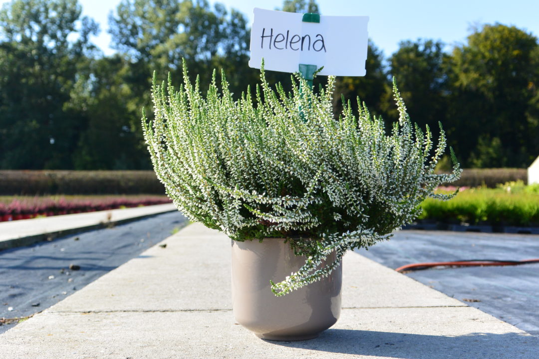 Helena
