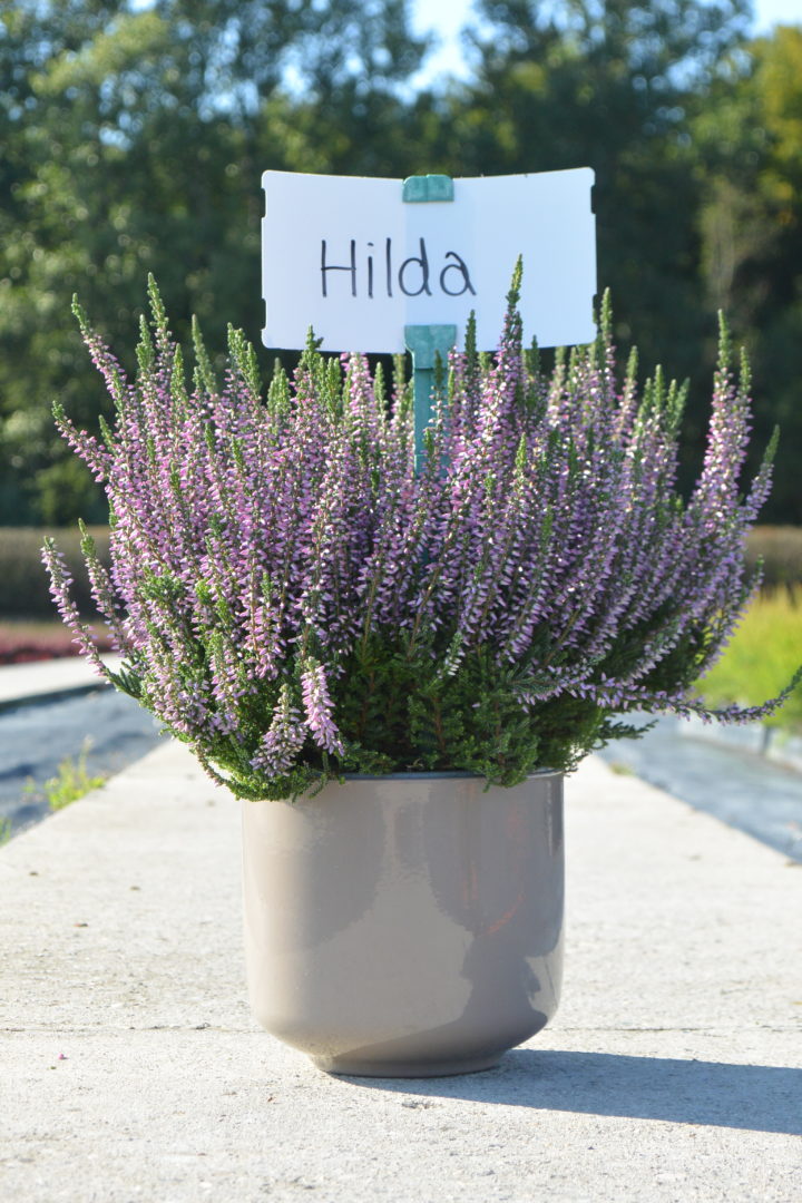 Hilda