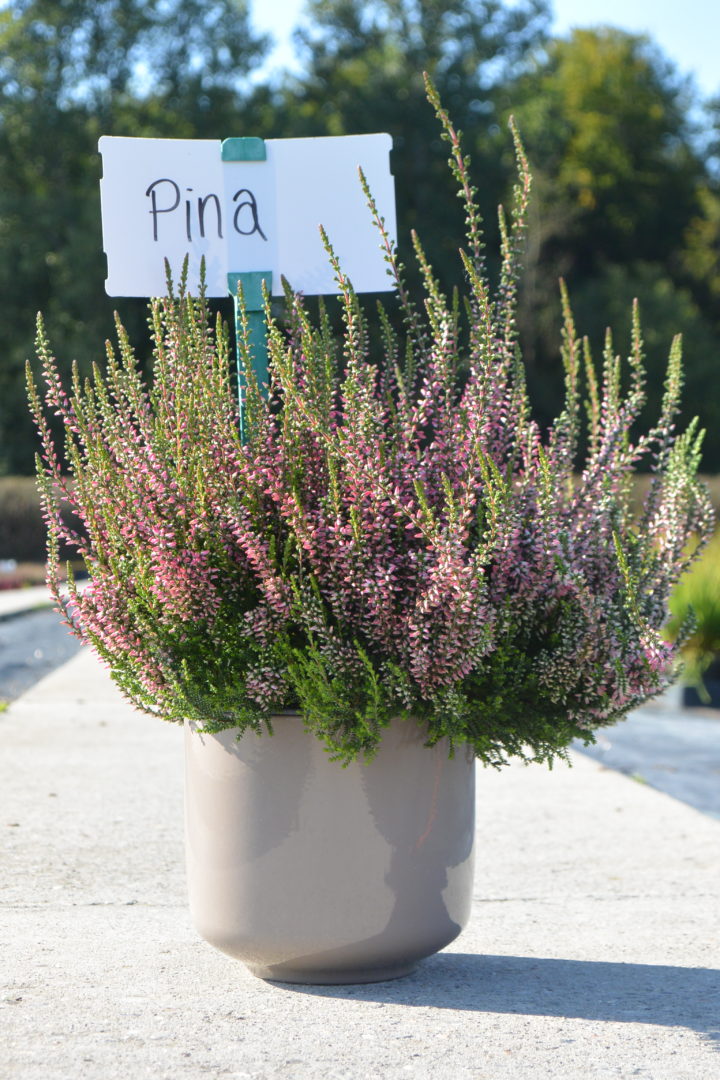 Pina