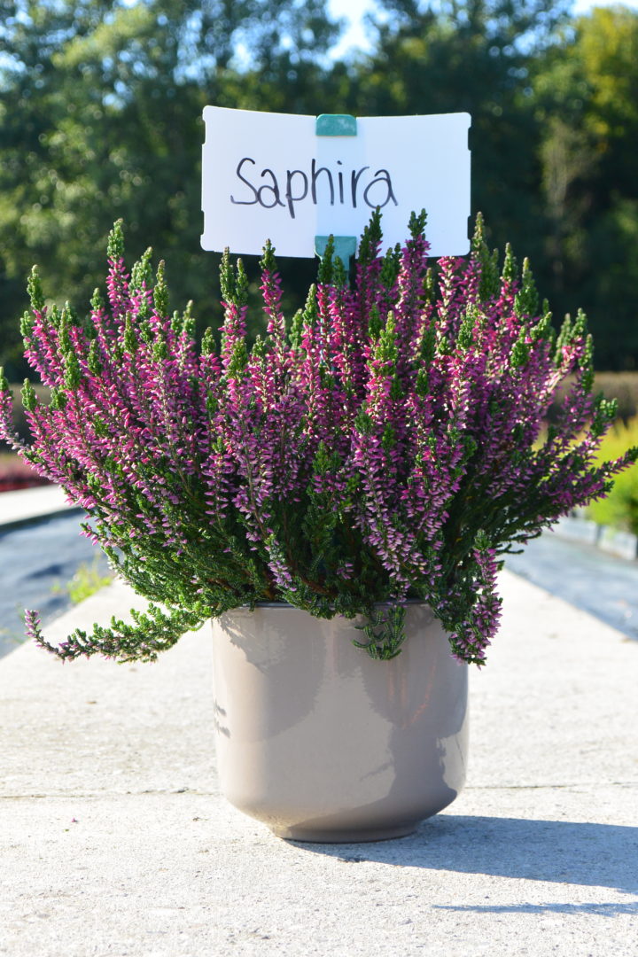 Sabine