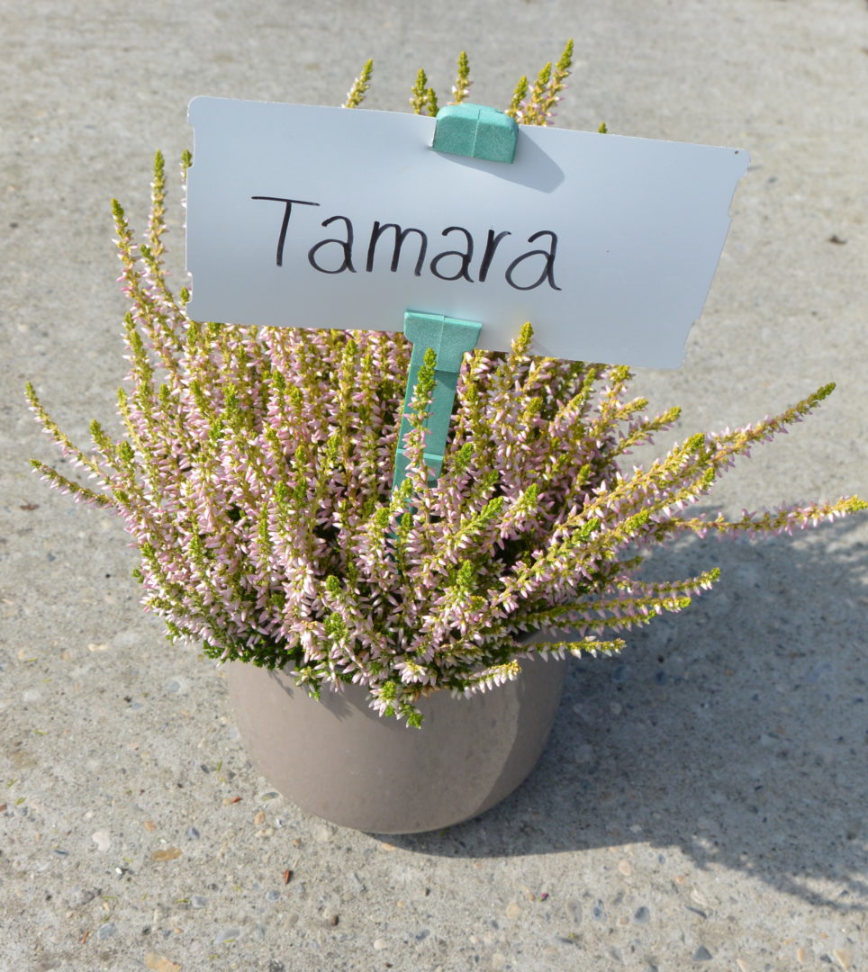 Tamara