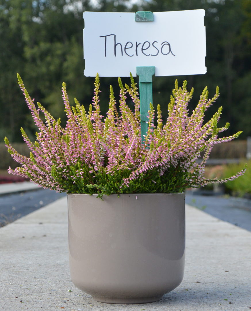 Theresa