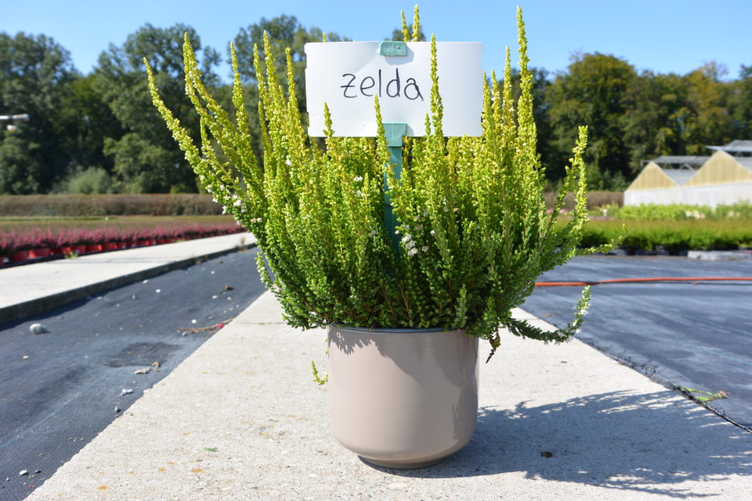 Zelda
