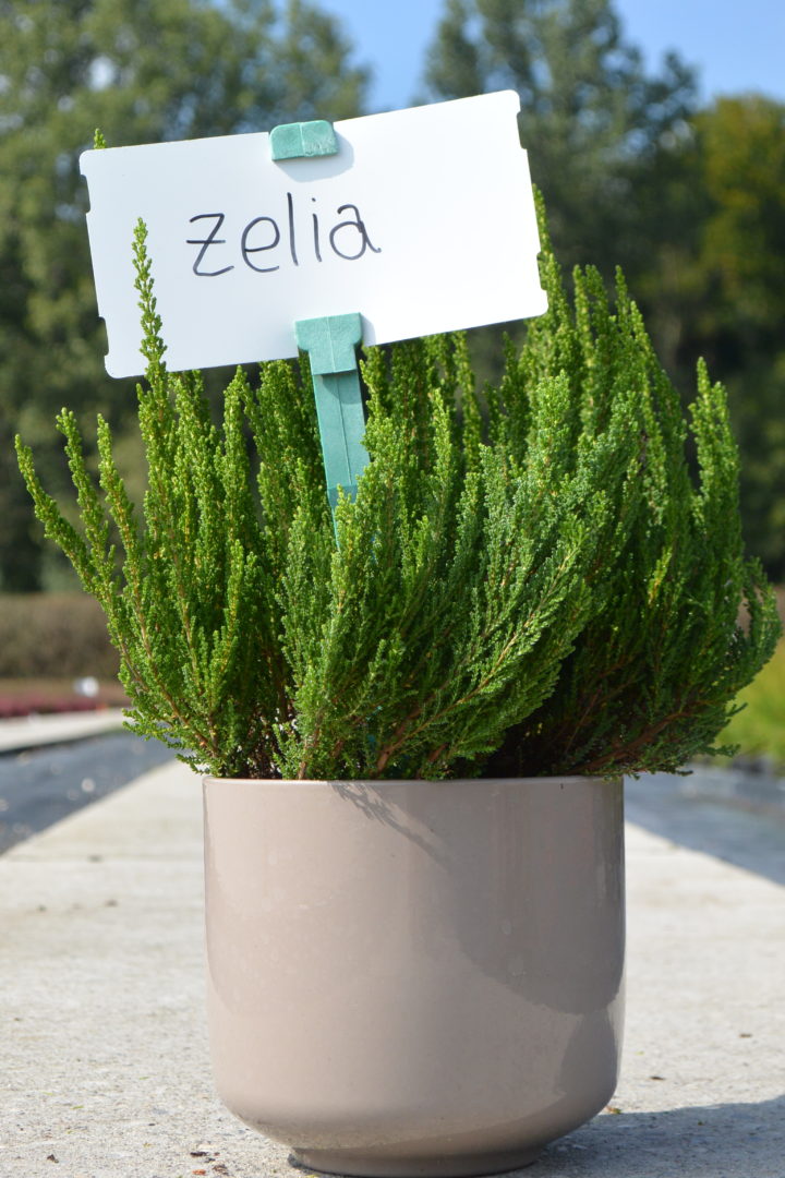 Zelia