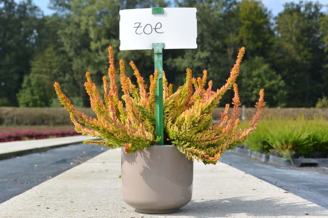 Zoe