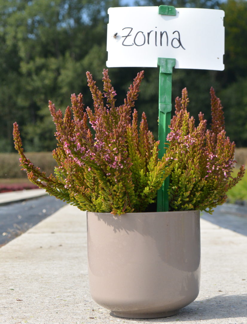 Zorina