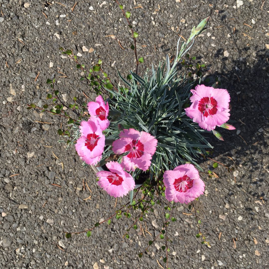 Autumn Checkies - Pink Dream
