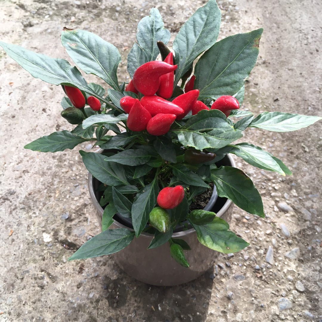 Capsicum annum