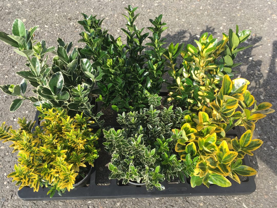 Euonymus fortunei mix