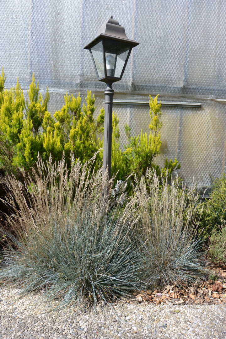 Festuca Glauca