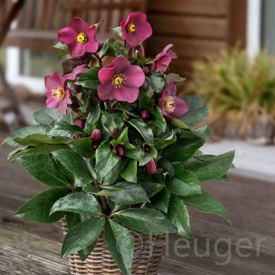 Helleborus HGC<sup>®</sup> Ice N'Roses<sup>®</sup> Early Rose