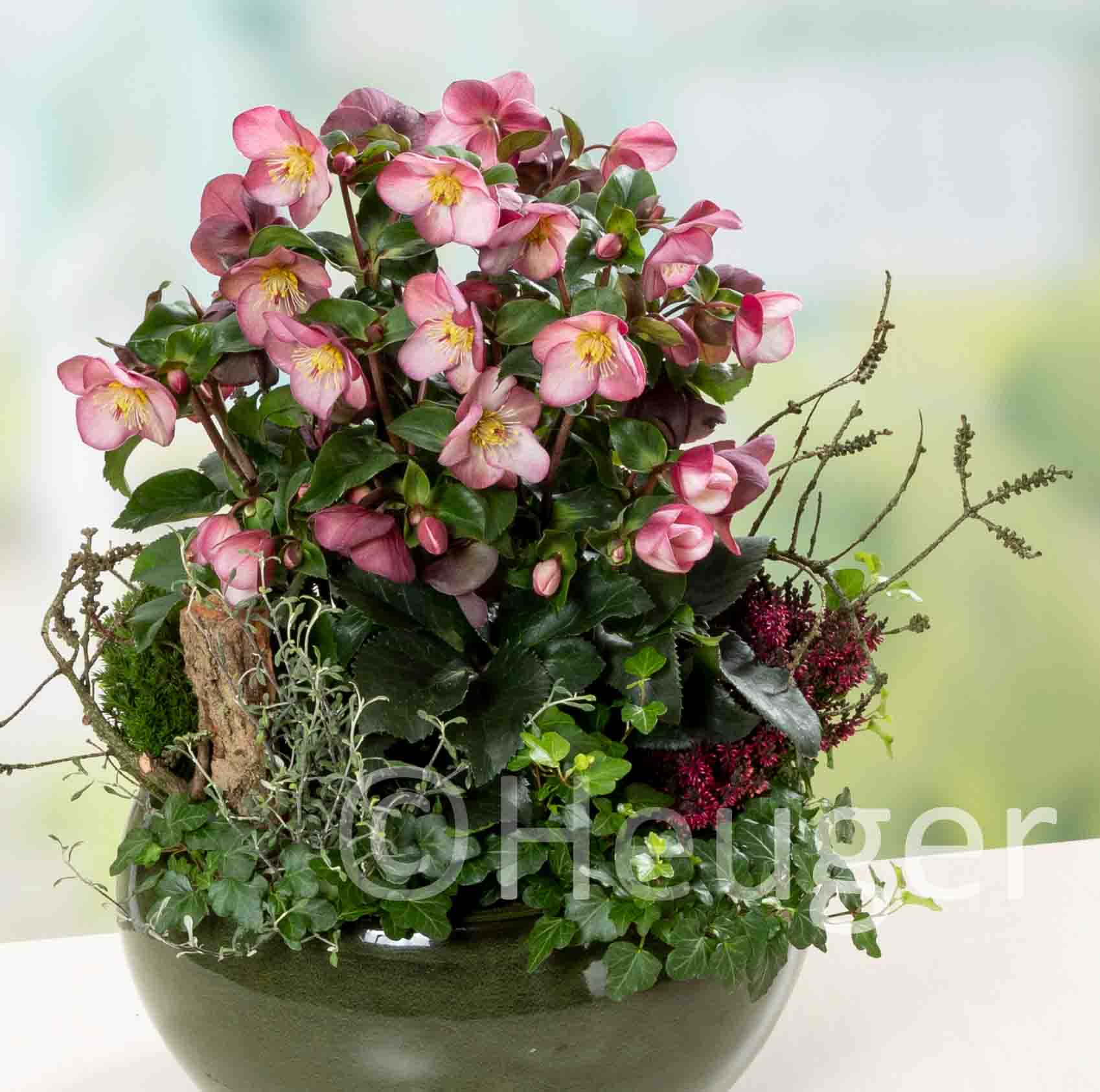 Helleborus HGC<sup>®</sup> Ice N'Roses<sup>®</sup> Early Rose