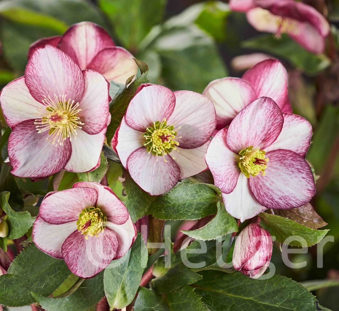 Helleborus HGC<sup>®</sup> Ice N'Roses<sup>®</sup> Rosado