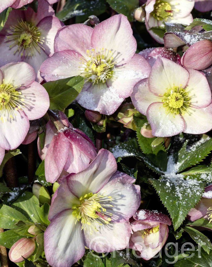 Helleborus HGC<sup>®</sup> Ice N'Roses<sup>®</sup> Rose
