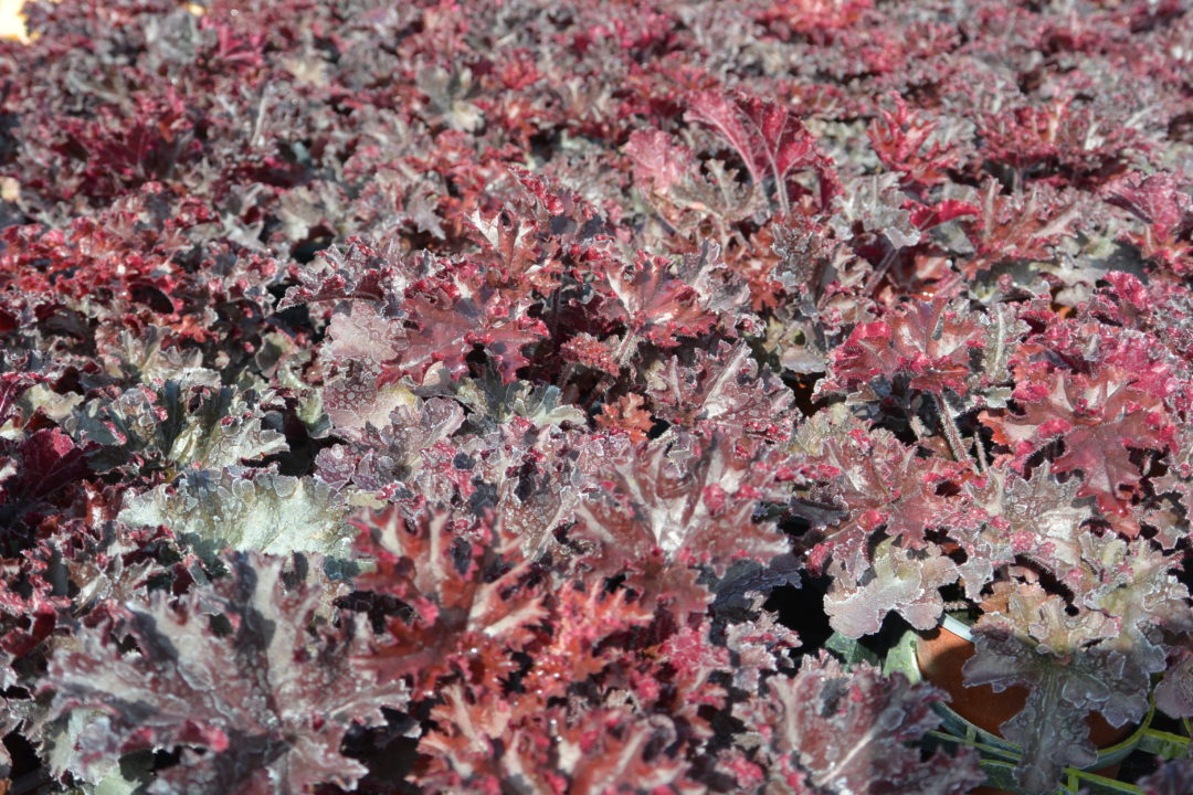 Heuchera Melting Fire