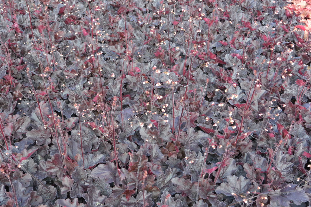 Heuchera Northern Exposure Black