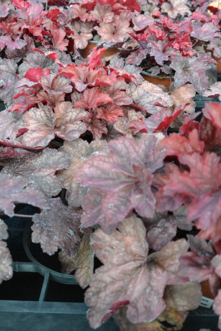 Heuchera Milan