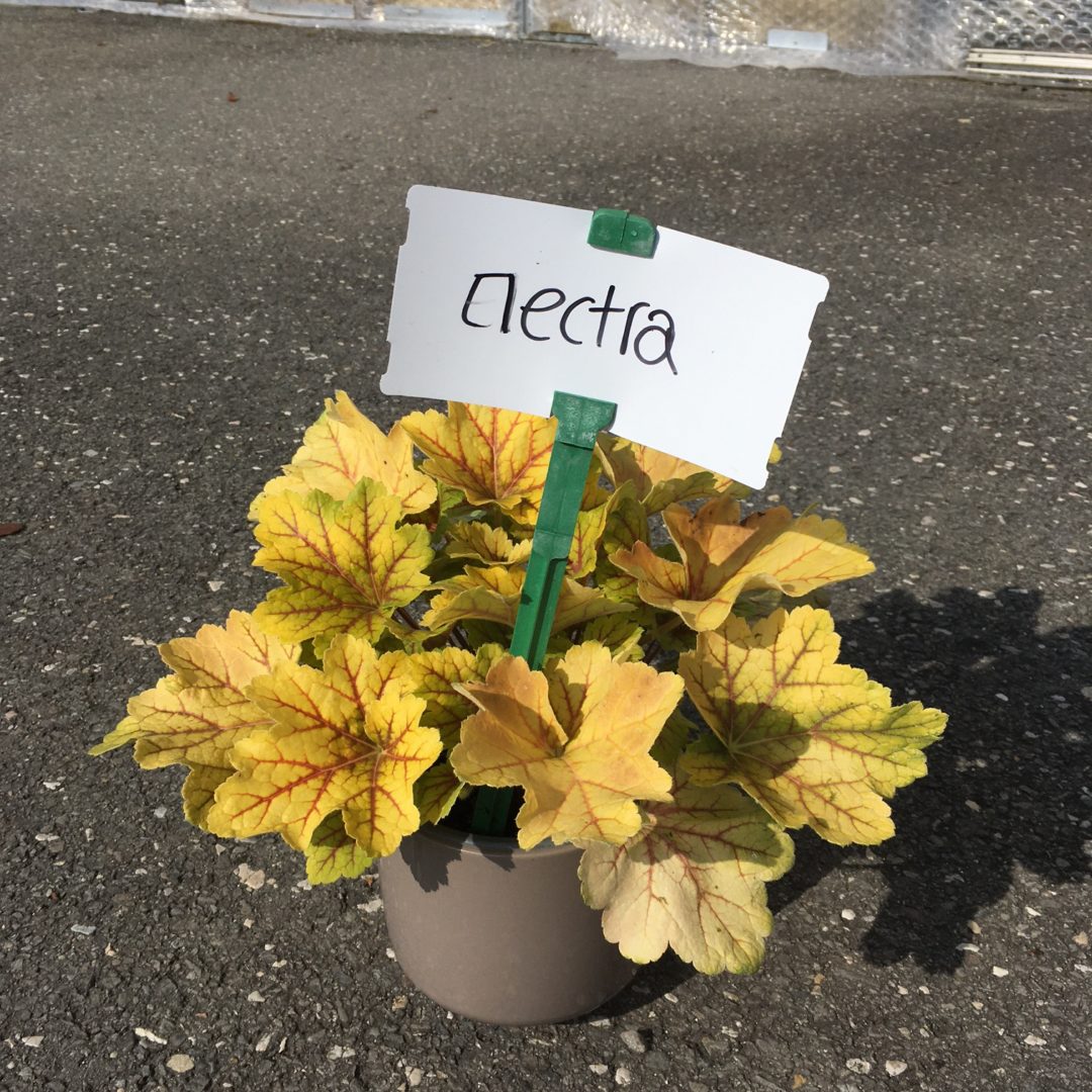 Heuchera Mectra ou World Caffé Romano