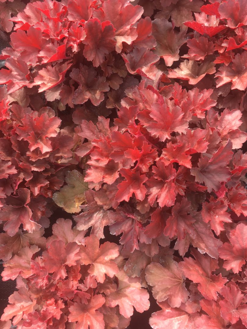 Heuchera Cherry Cola