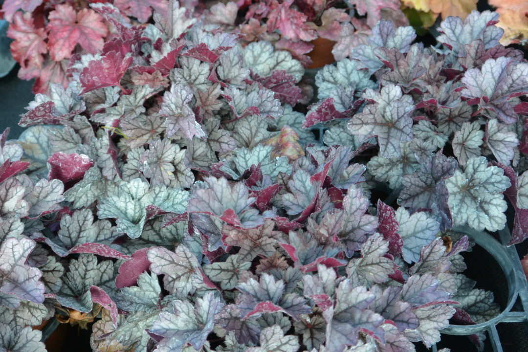 Heuchera Glitter
