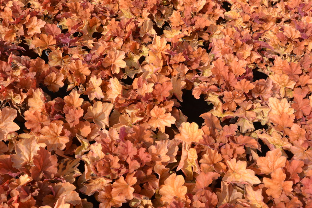 Heuchera Northern Exposure Amber