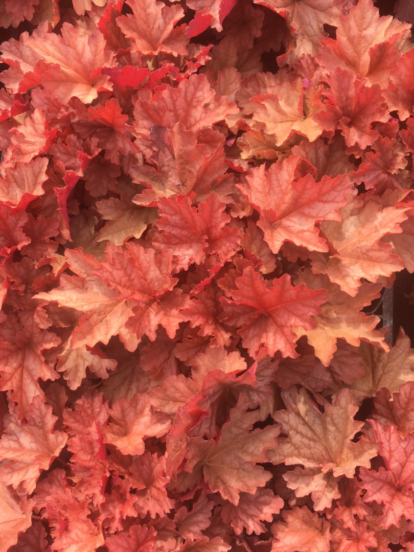 Heuchera Northern Peachberry Ice