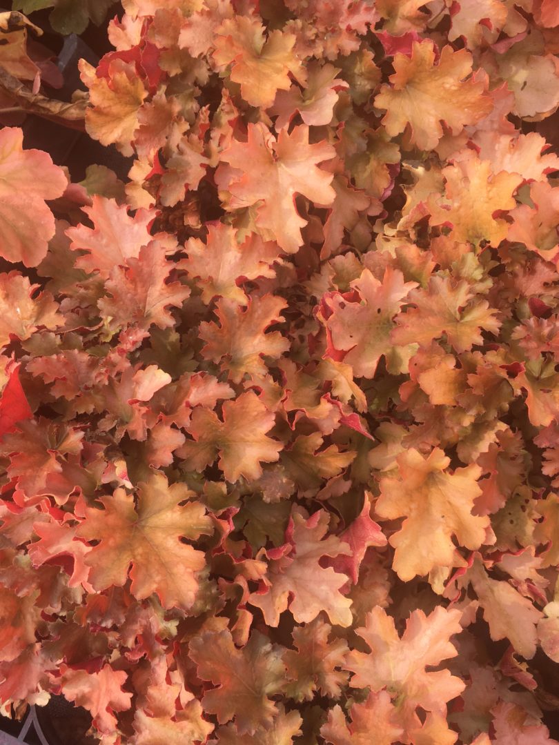 Heuchera Amberosus