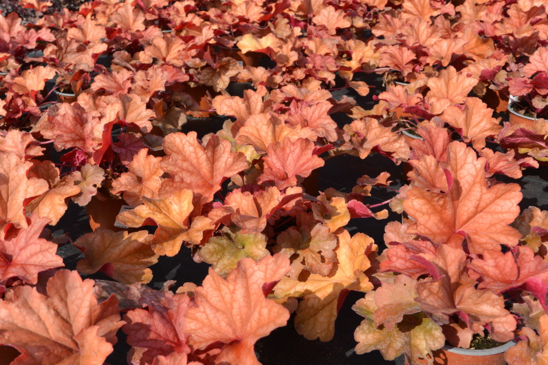 Heuchera Rio